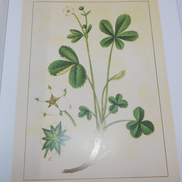 Instant Wall ART 45 Botanical Prints Vintage Illustrations For you Home - Picture 11 of 12